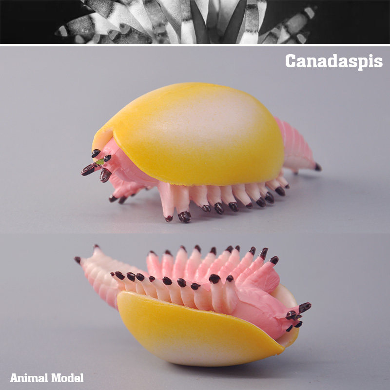 外单正品 正版仿真动物模型 海洋史前远古生物乙加拿大盾虫 玩具