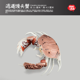 玩物尚志逍遥馒头蟹模型海洋动物玩具仿真螃蟹儿童认知