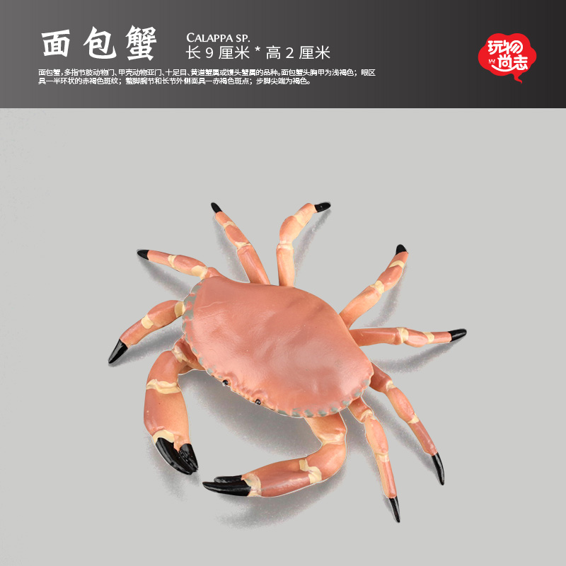 面包蟹模型海洋动物玩具环保材质
