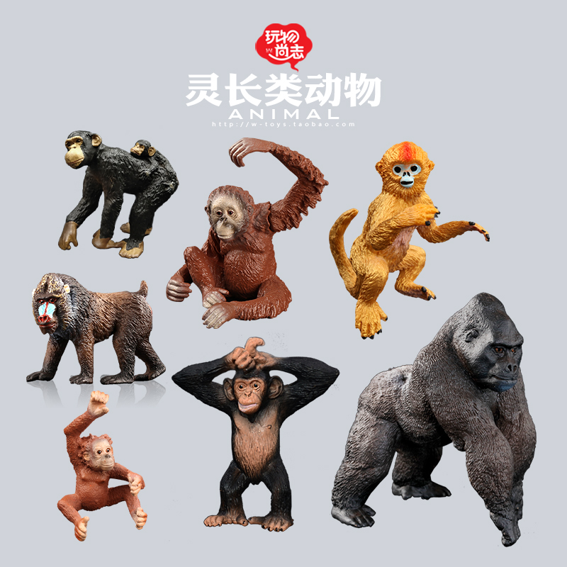 尚志模型灵长类猕猴狒狒仿真动物