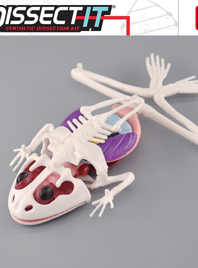 Dissect It 科学解剖模型 实验室骨架骨骼内脏器官模型1:1原比例