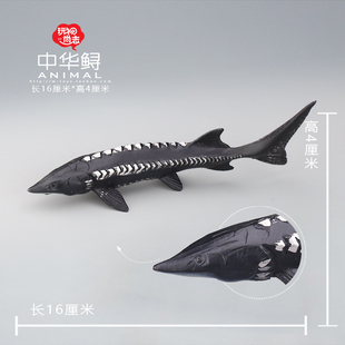 玩物尚志中华鲟模型仿真海洋动物玩具儿童益智
