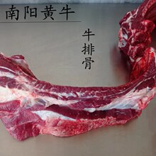 10年老店河南南阳黄牛排骨 国产牛排骨新鲜牛排骨生鲜牛肋排500克