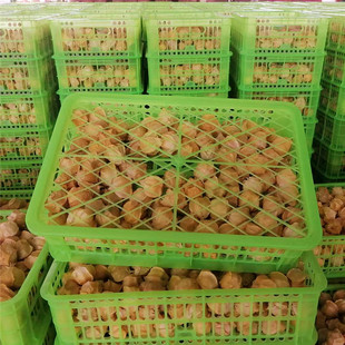 云南顺丰当季现摘现货黄姑娘果 新鲜东北特产菇娘果灯笼果礼盒装