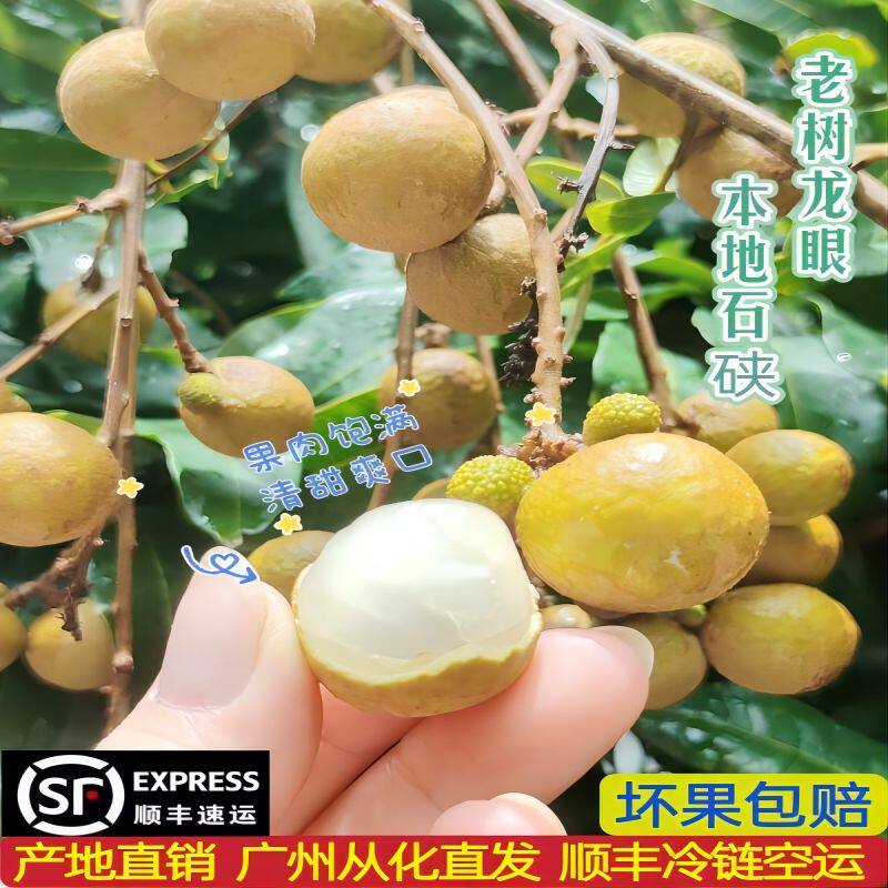 广东从化新鲜石硖龙眼当季整箱顺丰包邮农家果园现摘现发