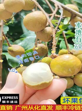 广东从化新鲜石硖龙眼当季整箱顺丰包邮农家果园现摘现发