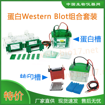 伯乐biorad转膜电泳槽WesternBlot组合WB套装转印电泳1658031国产