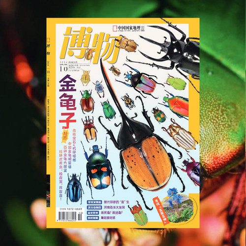 【202410】金龟子 博物杂志2024年10月刊 寻找绿绒蒿 河南恐龙 龟蛋孵化 重阳糕 江户海鱼图 银元中国国家地理旗舰店