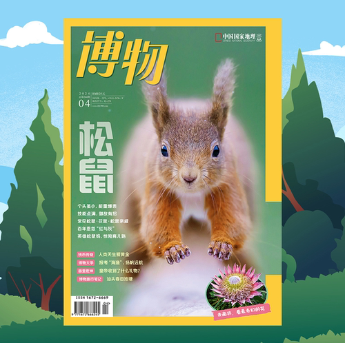 【202404】松鼠 博物杂志2024年4月刊 海洋大学海渔专业 南非植物 巨齿鲨 黄金 韭菜 职贡图  中国国家地理旗舰店