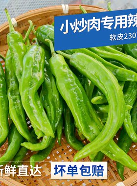 湖南小炒肉专用2307辣椒新鲜螺丝椒青椒软皮清香微辣酒店食材批发
