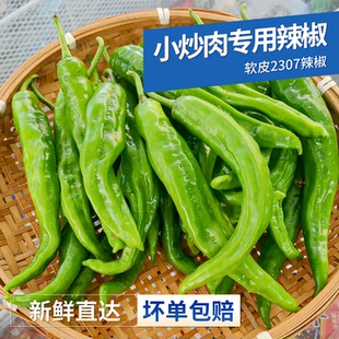 湖南小炒肉专用2307辣椒新鲜螺丝椒青椒软皮清香微辣酒店食材批发