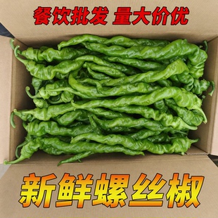 湖南螺丝椒本地新鲜青椒大螺丝椒皮薄皱皮小炒肉辣椒酒店食材批发