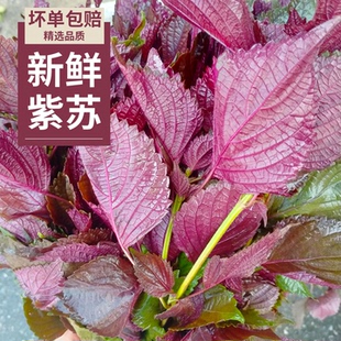 湖南新鲜现摘紫苏叶可食用带杆发货去腥佐料餐饮烧菜烧鱼批发食材