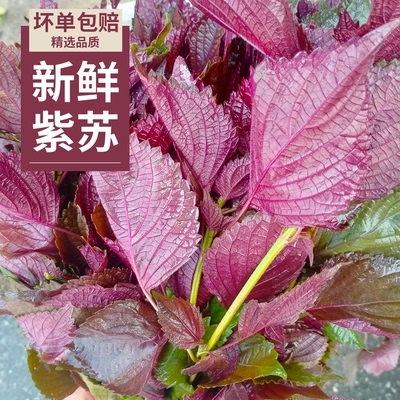 湖南新鲜现摘紫苏叶可食用带杆发货去腥佐料餐饮烧菜烧鱼批发食材