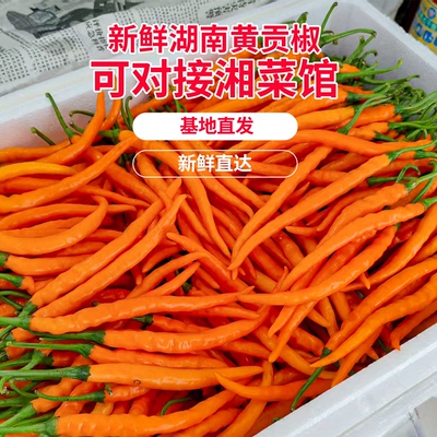 湖南本地黄贡椒新鲜黄线椒黄辣椒