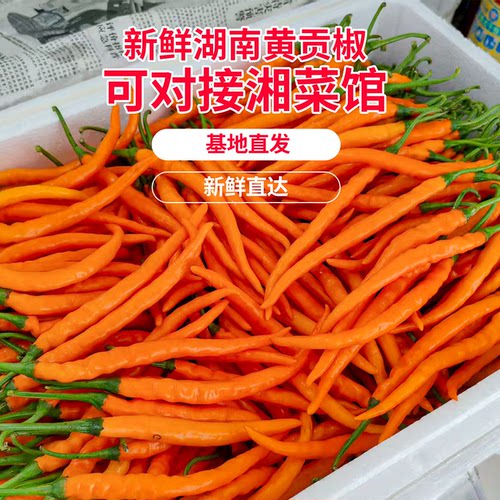 湖南本地黄贡椒新鲜黄线椒黄辣椒