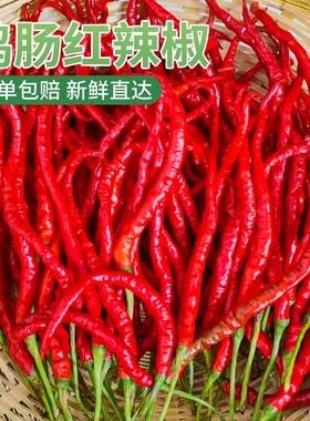 湖南本地鸡肠子红辣椒新鲜农家自种线椒超细长薄皮皱皮土泡椒现摘