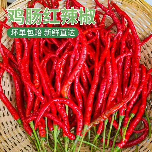 湖南本地鸡肠子红辣椒新鲜农家自种线椒超细长薄皮皱皮土泡椒现摘