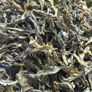 特价赚人气 昔归老黄片500克2024年春 香甜醇和