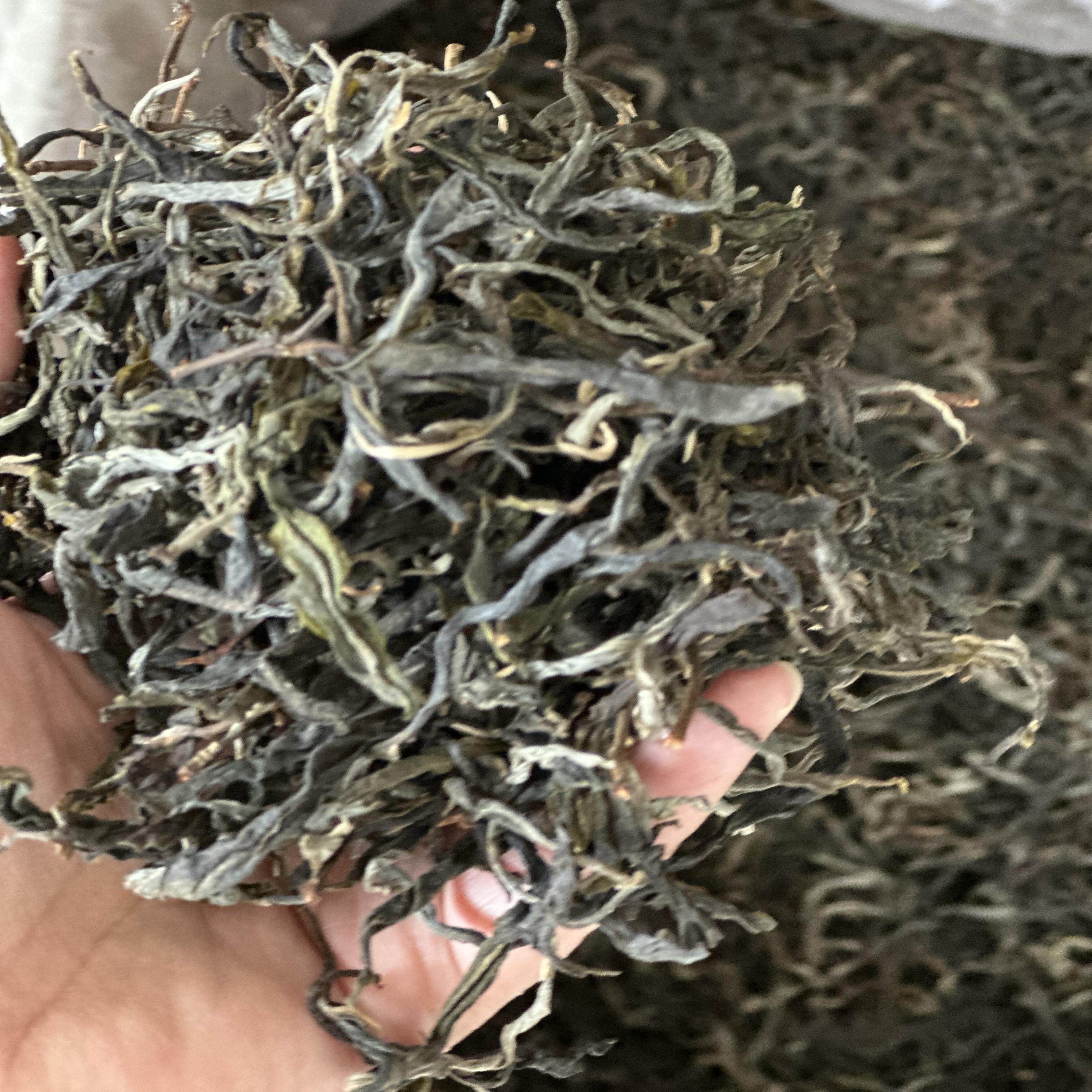正气塘藤条茶普洱生茶散茶2023年正气塘古树普洱茶
