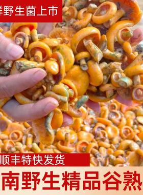 （顺丰空运）野生谷熟菌云南谷黄菌乳菇乌枞菌野生菌松树菌菇蘑菇