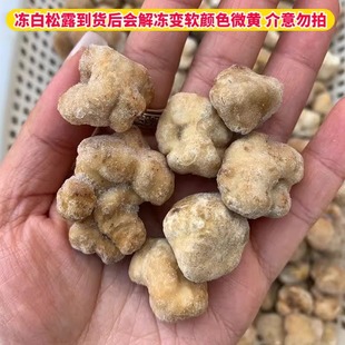 新鲜速冻白松露猪拱菌野生菌云南特产新鲜速冻冰鲜食用块菌批发