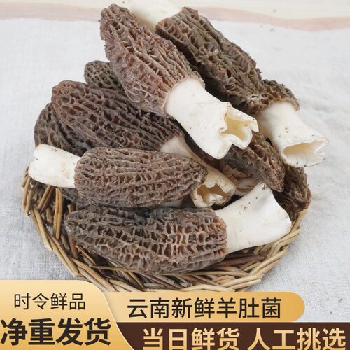 云南特产新鲜羊肚菌干货当季新货食用煲汤经济实惠礼盒装