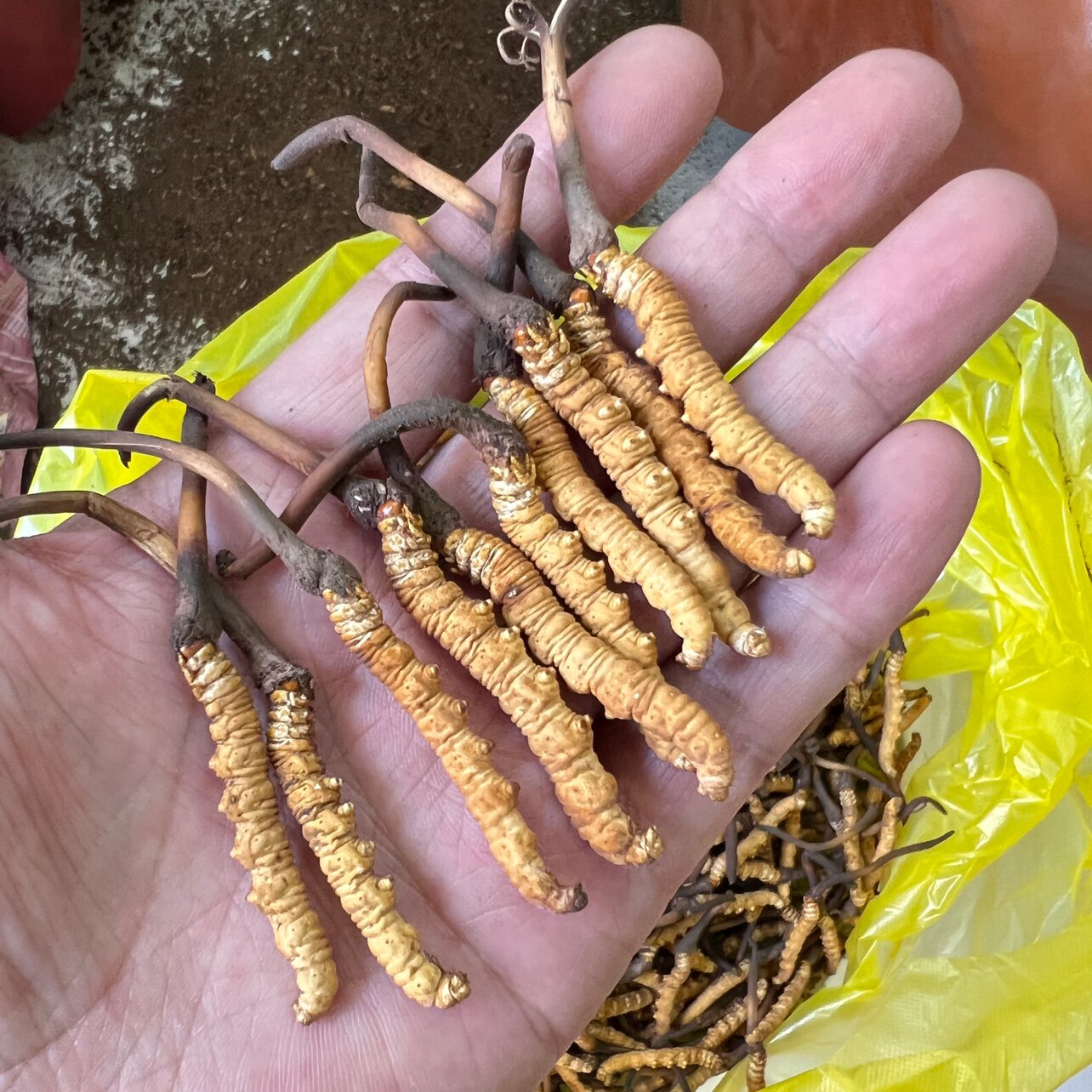 新鲜冬虫夏草10根青海玉树果洛鲜草非那曲产地可选包邮自用断草