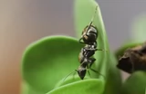 Падающий снег - Муравьиный павильон Camponotus parius 2026, новая королева