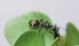 Падающий снег - Муравьиный павильон Camponotus parius 2026, новая королева