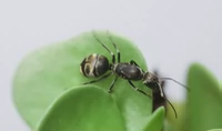 Падающий снег - Муравьиный павильон Camponotus parius 2026, новая королева