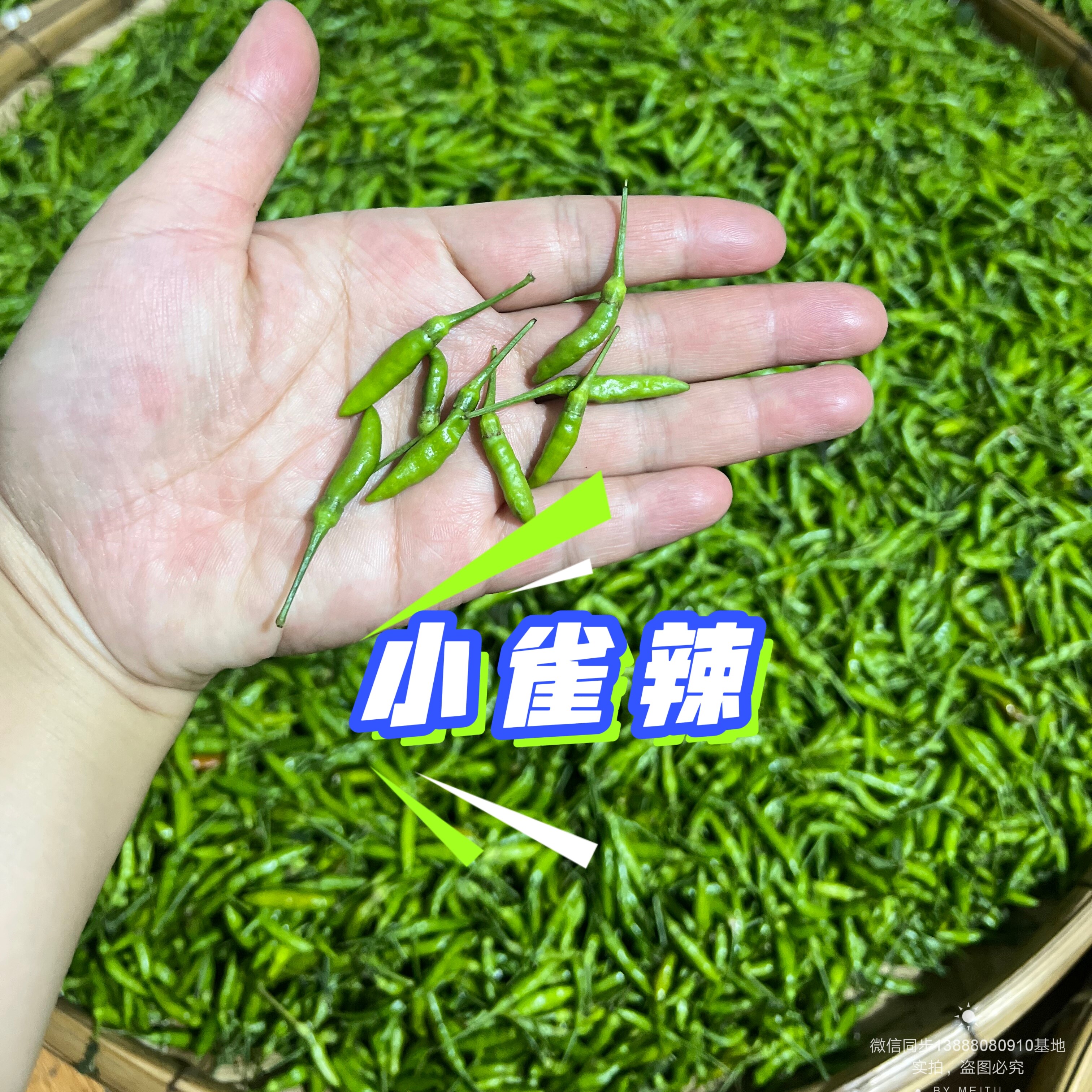 【小雀辣】正宗云南新鲜辣椒现摘现发农家自种露天种植