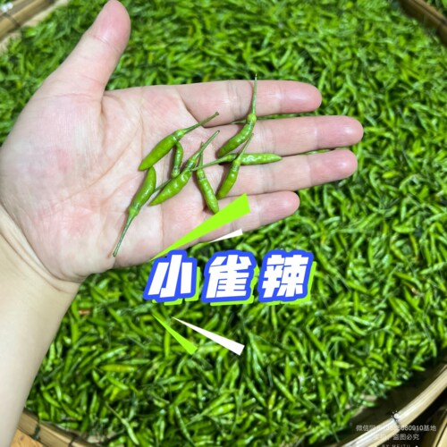 【小雀辣】正宗云南新鲜辣椒现摘现发农家自种露天种植