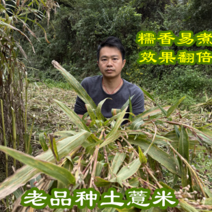 农家小薏米仁正宗新货薏仁米意苡仁中药材500g新货带清香