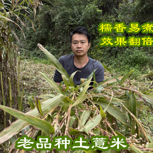 农家小薏米仁正宗薏仁米中药材