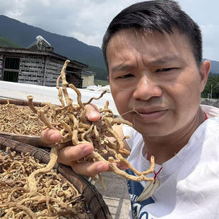 农户直发深山野挖玉竹中药材正品玉竹条天然零添加干货