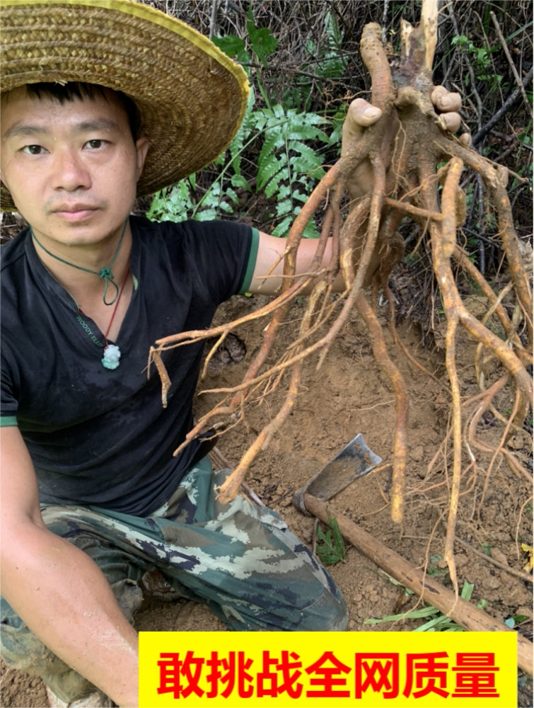 深山无硫五指毛桃搭配深山无硫土茯苓广东连山农家0添加干货天然