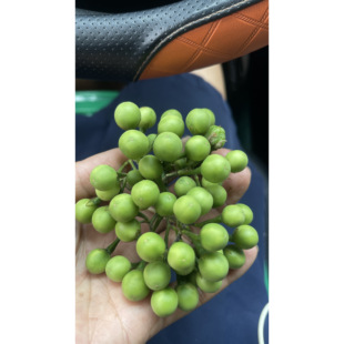 托鲁巴姆果实种子新鲜现摘小苦子苦果苦茄野生清热泰式凉拌食材