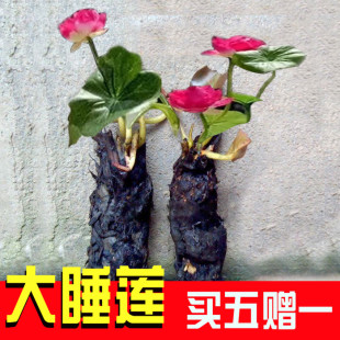 大睡莲根块池塘水池水培植物水生根块四季 睡莲花根茎碗莲种子苗