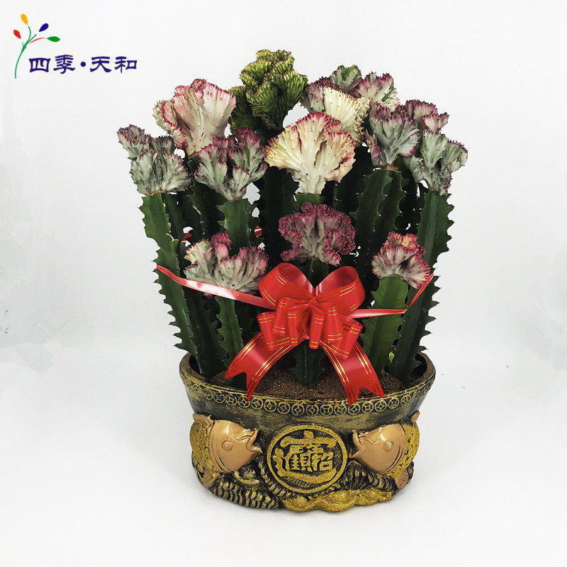 巴西龙骨盆栽 霸王花 仙人掌类植物花卉多肉绿植室内防辐射吸甲醛