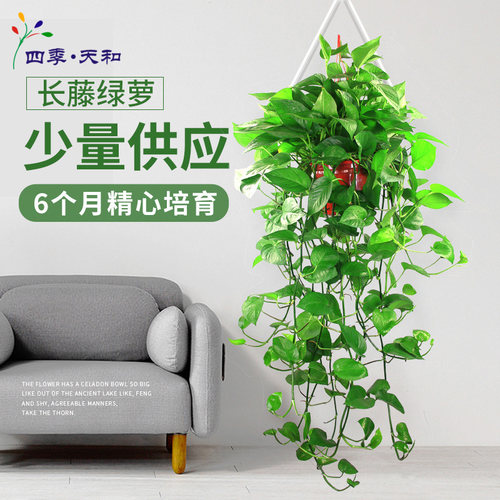 绿萝盆栽室内植物除甲醛花卉