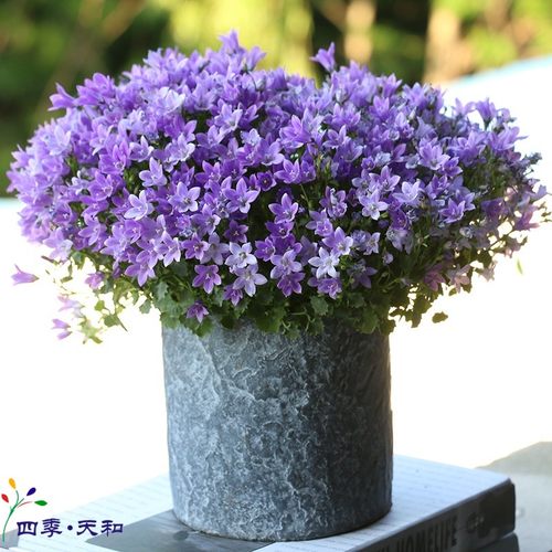 丹麦风铃花盆栽 开花爆盆花量大花期长 阳台窗台庭院花卉耐寒植物