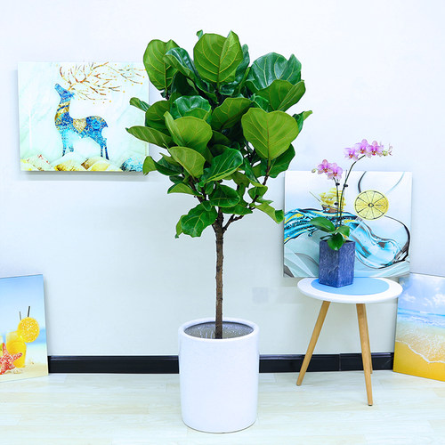 北欧isn风 琴叶榕盆栽观叶植物客厅办公室内绿植四季常青大叶绿植 - 封面