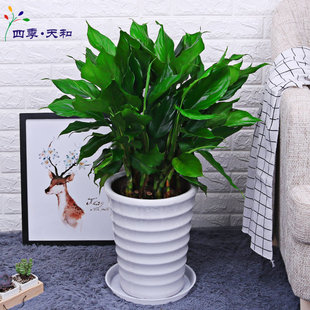 万年青 绿巨人盆栽 室内客厅大型盆景植物 绿植花卉 吸甲醛