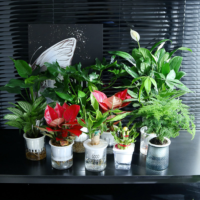 水培植物实验观察角盆栽玩具