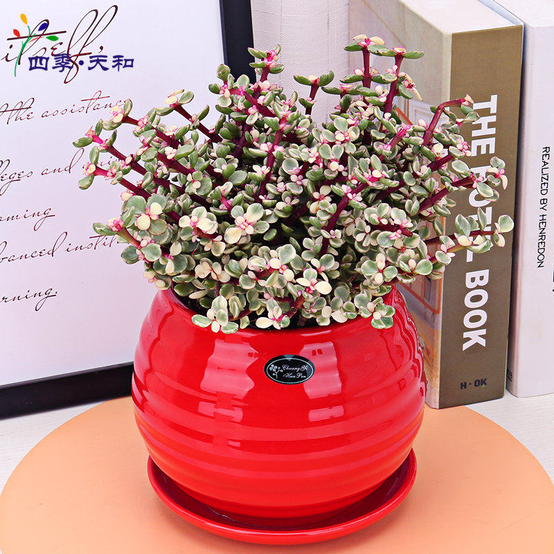 金枝玉叶多肉植物盆栽室内客厅花卉观花绿植雅乐之舞四季常青盆景