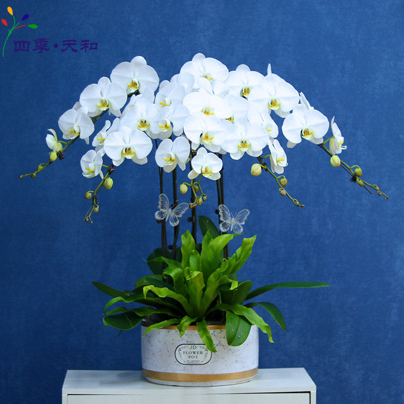 纯白色特级蝴蝶兰盆栽年宵花卉开业乔迁送礼品盆景 北京送货上门,鲜花速递/花卉仿真/绿植园艺,大型绿植/成品组合盆栽,淘宝优惠券,粉丝福利购,淘宝优惠卷