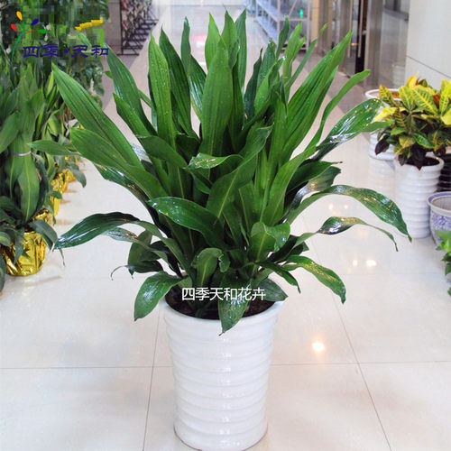 巴西铁盆栽也门铁绿植室内花卉