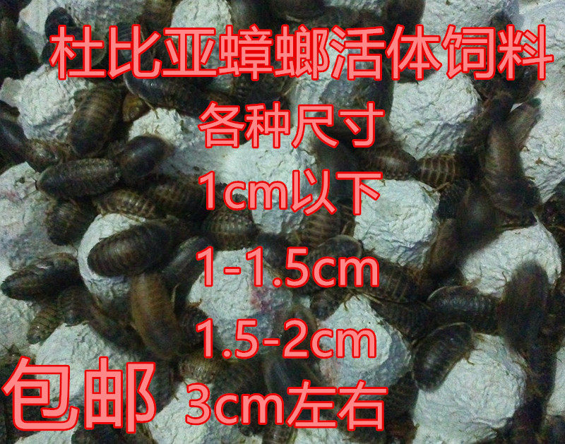 包邮 杜比亚蟑螂幼体亚成成体 各种尺寸有货 龙鱼 蜥蜴 活体饲料