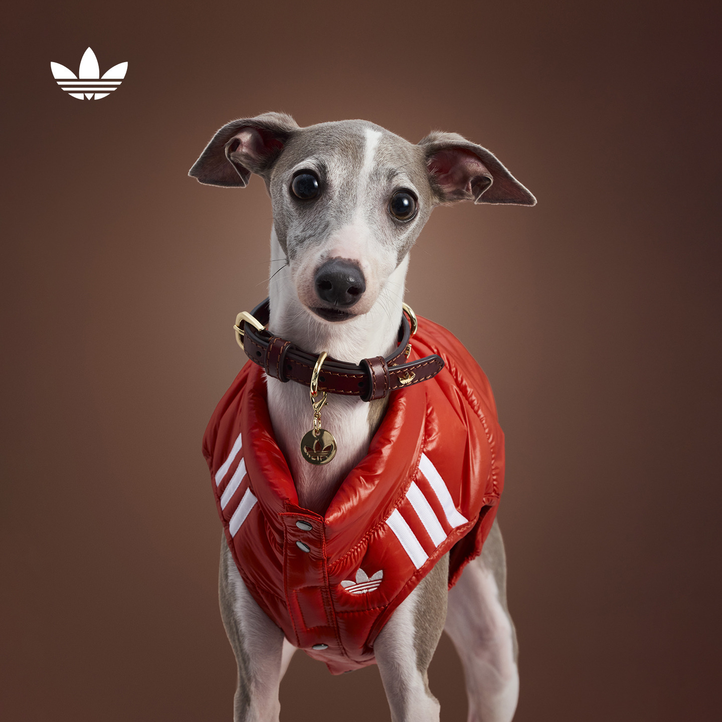 阿迪达斯三叶草宠物保暖棉马甲